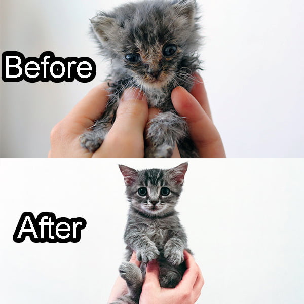 A kitten saved and loved by the Humane Society