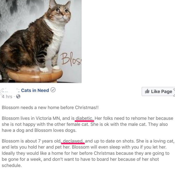 Blossom - a declawed and diabetic cat