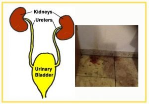 Feline urinary tract infection