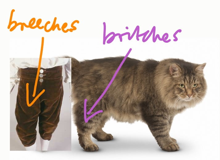 Britches on a cat