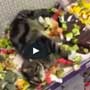 Cat finds catnip shelf in store