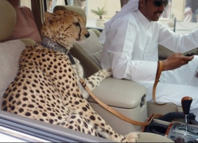 Cheetah in UAE (probably Dubai)