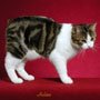 Are Manx cats born without tails?