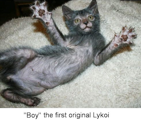The founding boy Lykoi