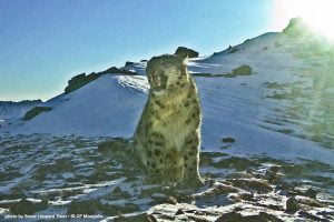 Snow leopard Tost Nature Reserve Mongolia