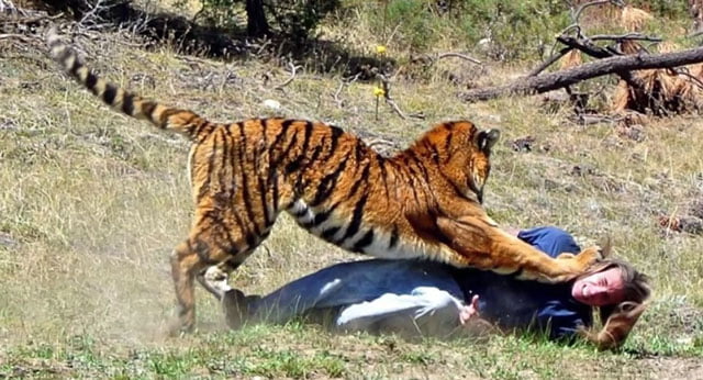 Zoo tiger attack