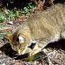 Australian cat hunting