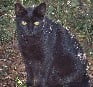 Feral cat Texas