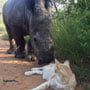 Rhino is best friends with cat