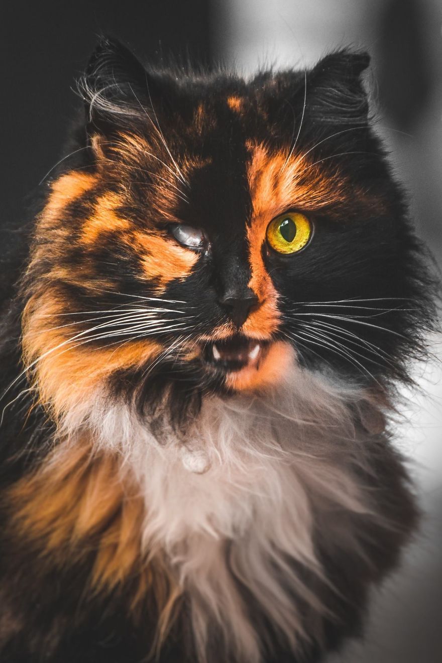 stray cat photographic portrait
