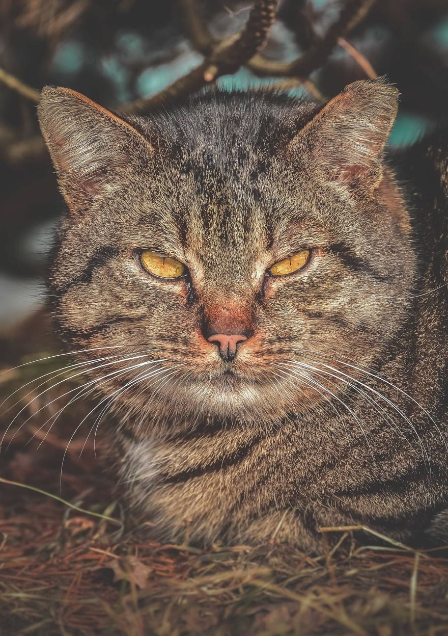 stray cat photographic portrait
