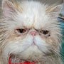 Penelope- inbred Persian dumped at cat shelter