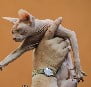 Sphynx cat being checked over by a judge at Romanian cat show