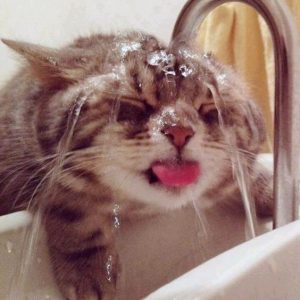 Cat getting water