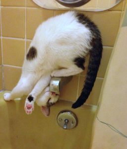 Cat getting water