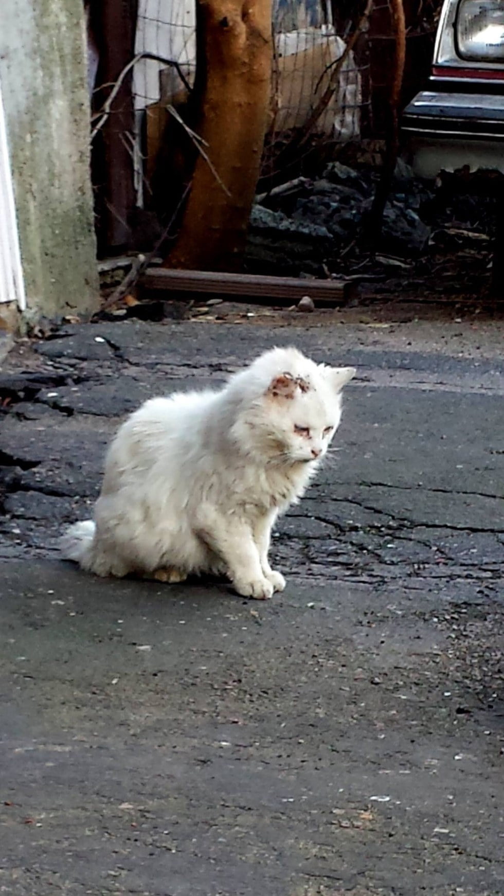 Blind and deaf white stray cat who was rescued and rehabilitated