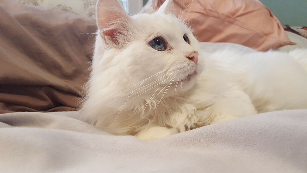 Blind and deaf white stray cat who was rescued and rehabilitated