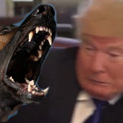 Even animals hate Trump. Author of montage unknown