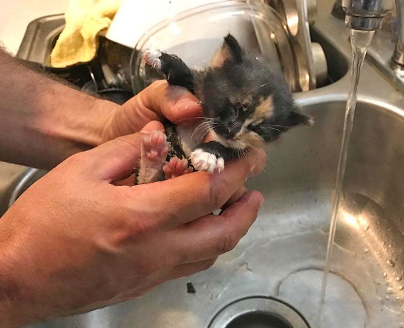 Kitten rescued from wall space in Florida by Fort Lauderdale firefighters
