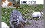Raccoon and cats. Are raccoons smarter than cats?