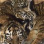 Tiger cubs imported into Lebanon