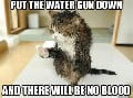 Water pistol used on cat
