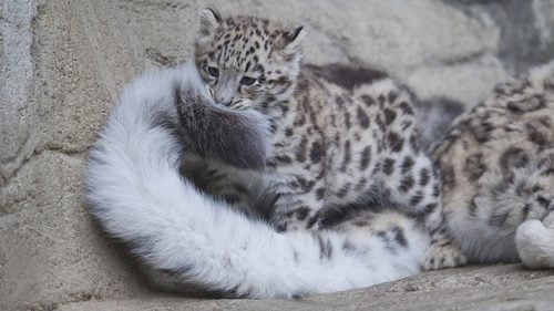 Snow leopard biting tail
