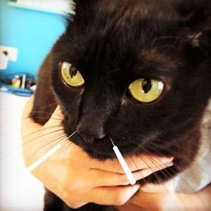 Acupuncture for cats