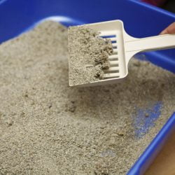 Can cat litter cause allergies?