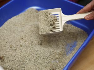 Can cat litter cause allergies?