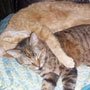 Kenneth's cats hugging
