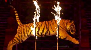 Los Angeles to ban wild animals in circuses4