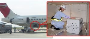 United Airlines had most animal deaths last year