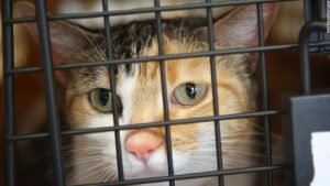 United Airlines had most animal deaths last year