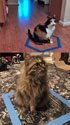 Cat inside squares and circles