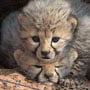 Cheetah cubs in den