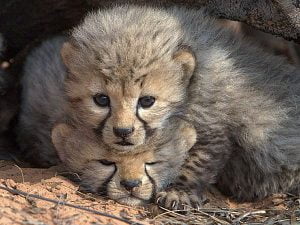 Cheetah cubs in den
