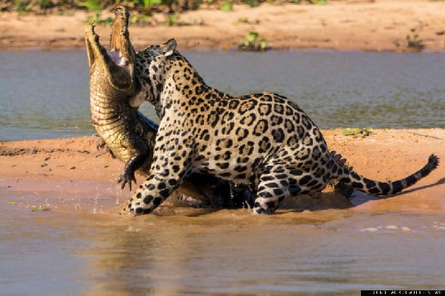 Jaguar kills caiman. I believe you can see the jaguar employing its special way of killing: forcing its canine teeth into the skull.