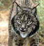 Lynx ear tufts