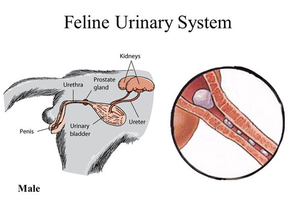 Cat Urinary System Diagram Choice Image - How To Guide And 