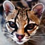 How many margays are left in the wild?