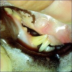 Pale gums in cat with anemia