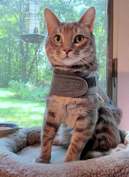 Thundershirt for cats