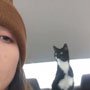 Twisty cat in car looking anxious