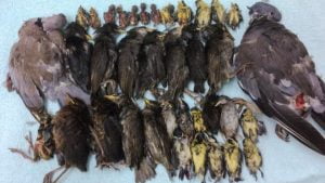 Animal hospital demands that daily slaughter of birds by domestic cats stops