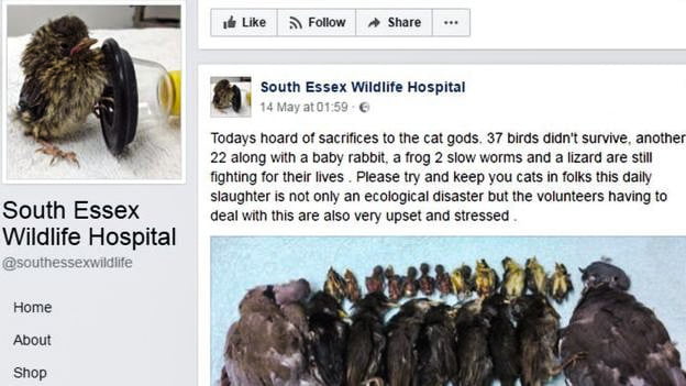 Animal hospital demands that daily slaughter of birds by domestic cats stops