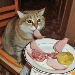 Are ham treats bad for cats?