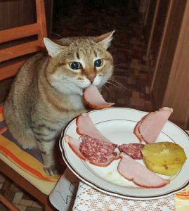 Are ham treats bad for cats?