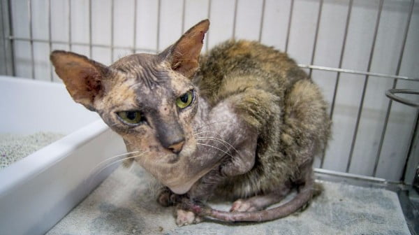'Before and after' promotional photographs of organisation's rescue cat shows two different cats