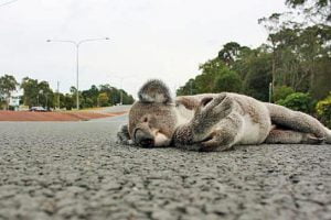Decimation of koala numbers is a lesson in human failure to protect Australia's native species